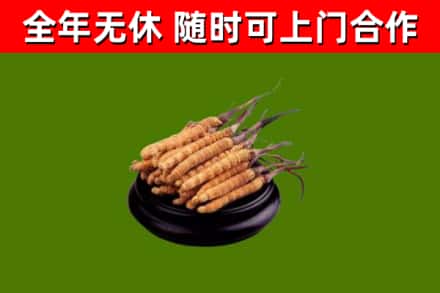 台州烟酒回收冬虫夏草.jpg