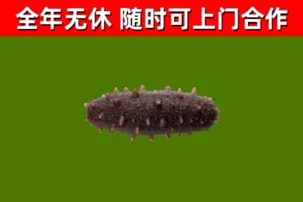 台州烟酒回收干海参.jpg